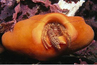 卡普空调查问卷询问玩家对《生化危机》独占的看法